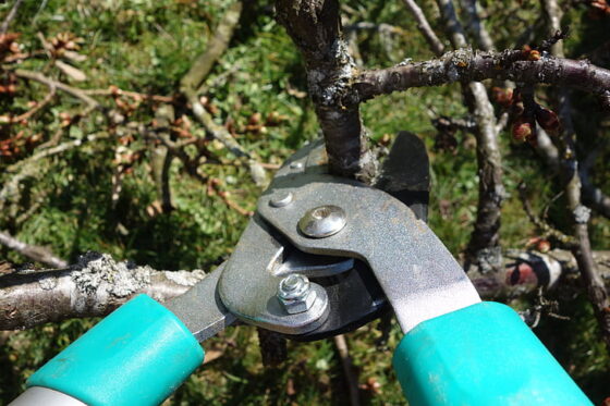featured image - Avoid These Common Mistakes When Pruning Your Trees