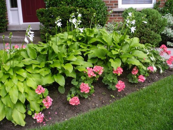 featured image - Designing a Beautiful Flower Garden for Your Front Yard