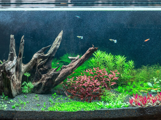 featured image - How to Set Up an Aquarium in Your Home