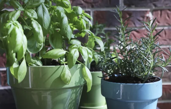 featured image - The Basics of Herb Gardening in Containers