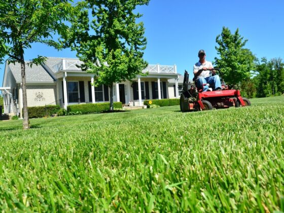 featured image - Best Lawn Care and Maintenance Tips for Your Garden