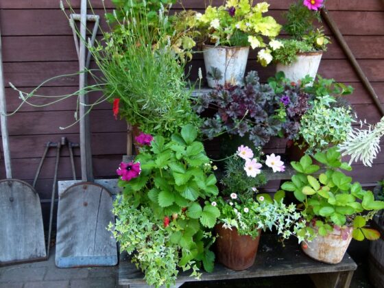 featured image - Container Gardening Tips for Growing Plants in Pots