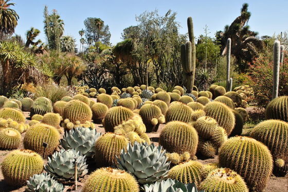 featured image - Types of Cactus: A Guide to the Fascinating World of Succulents