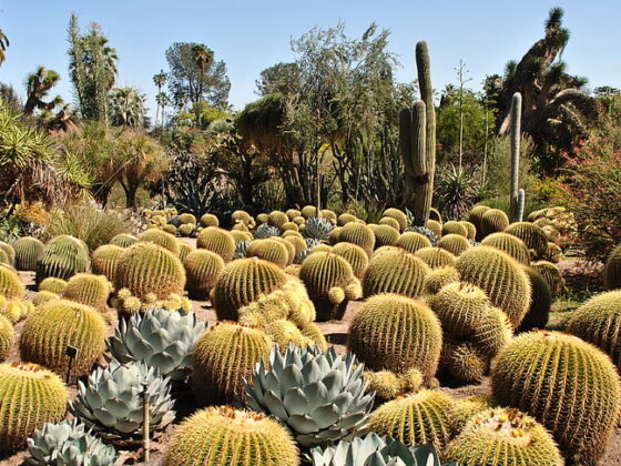 featured image - Types of Cactus: A Guide to the Fascinating World of Succulents