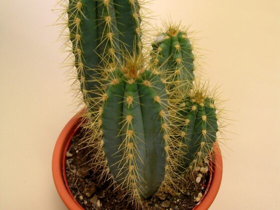 featured image - How to Take Care of Your Cactus a Comprehensive Guide