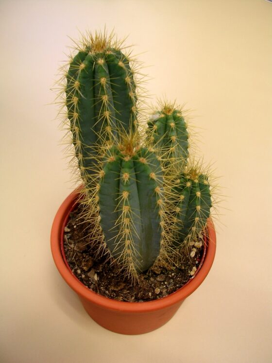 featured image - How to Take Care of Your Cactus a Comprehensive Guide