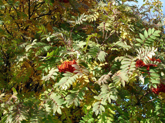 featured image - Trees and Shrubs for Fabulous Fall Color
