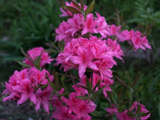 featured image - Orchid Lights Azalea Rhododendron 'Orchid Lights'