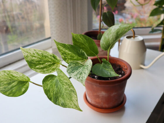 featured image - 5 Plants That Thrive on Windowsills