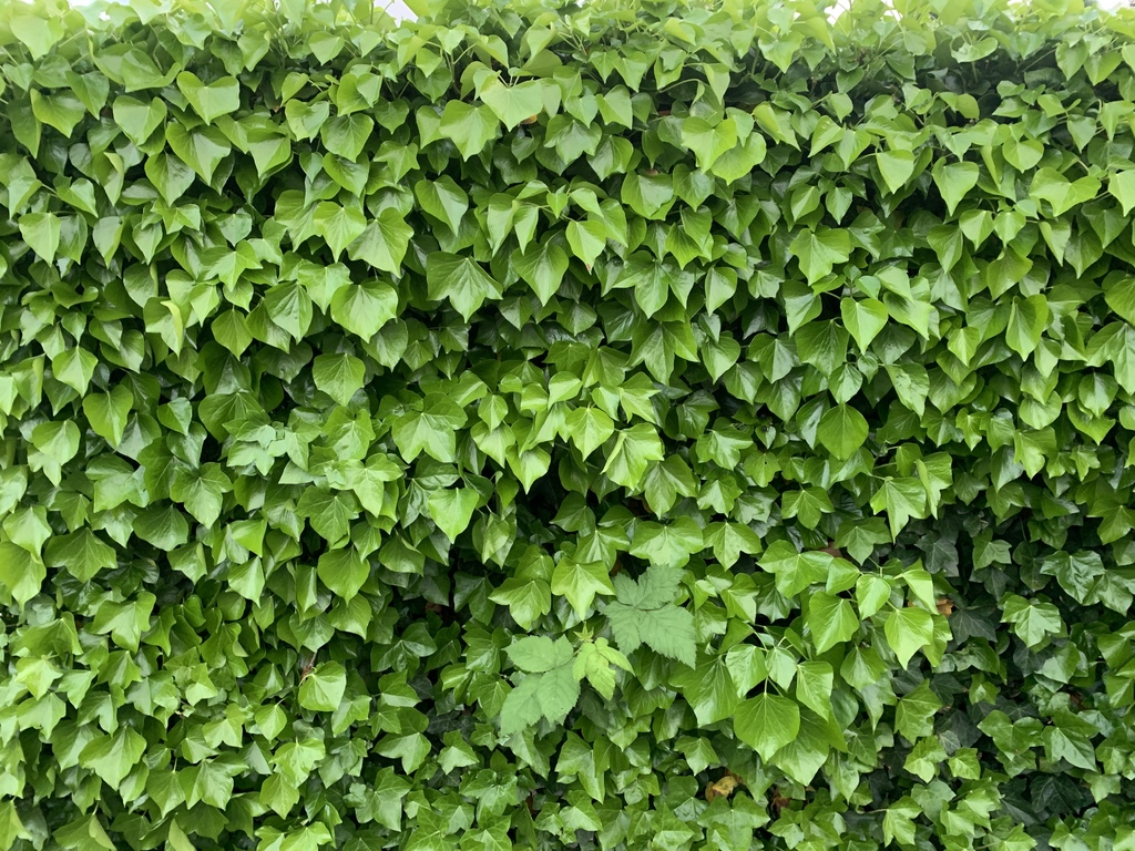 featured image - Advantages of Installing a Green Wall