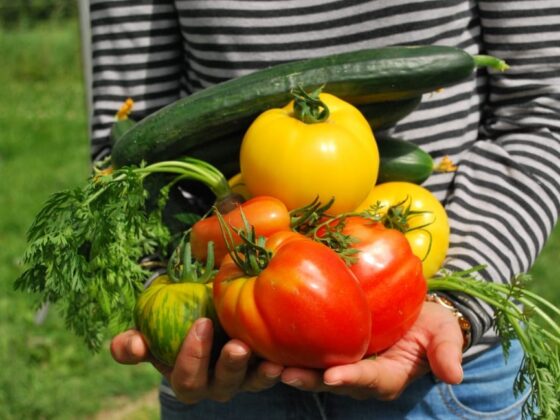 featured image - Essential Tips for a Bountiful Vegetable Garden