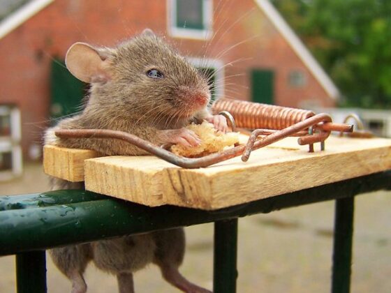 featured image - Natural Ways to Get Rid of Rats and Signs of Infestations