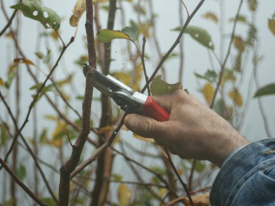 featured image - The Art of Pruning Exploring the Most Common Types and Their Benefits