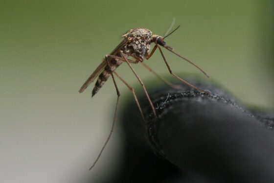 featured image - The Surprising Benefits of Mosquitoes and the Diseases They Carry