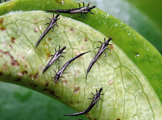 featured image - Common Pests in Greenhouses and How to Keep Your Plants Disease-Free