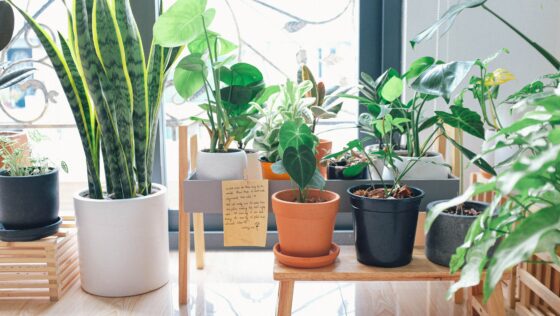 featured image - Are Your Houseplants Actually Environmentally Friendly