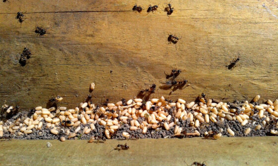 featured image - Ant Invasion: Proven Strategies to Eradicate Ants from Your Home