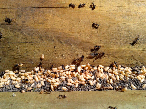 featured image - Ant Invasion: Proven Strategies to Eradicate Ants from Your Home